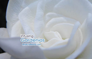 Infusing Fresh Gardenias