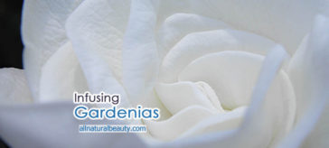 Infusing Fresh Gardenias