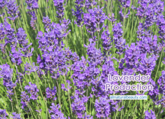 Lavender Production