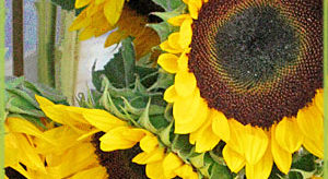 Sunflower Oil for Beauty Care