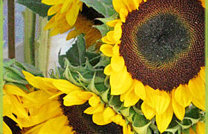Sunflower Oil for Beauty Care