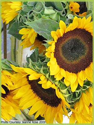 Sunflower Oil for Beauty Care