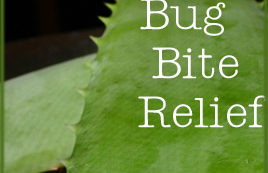 Natural Help for Bug Bites