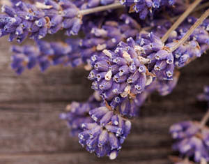 Lavender Powder Beauty Recipe