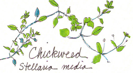 Learn about Chickweed - from Gail Faith Edwards