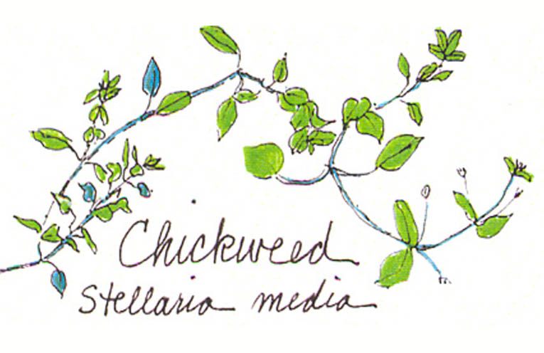 Learn about Chickweed - from Gail Faith Edwards