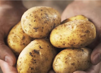 How to Grow Your Own Potatoes