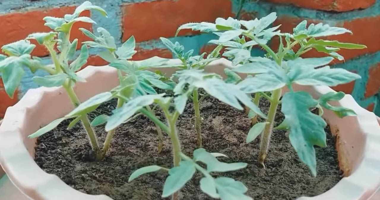 How to Grow Your Own Tomatoes