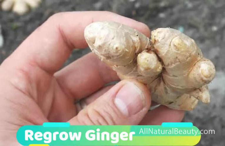 Learn how to regrow vegetables
